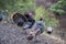 Wild turkeys in Mt Diablo State Park