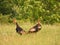 Wild Turkeys in natural woods and field habitat