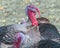 Wild turkeys, upland ground birds