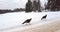 Wild turkeys walking on an icy road in winter, in a snowy plain