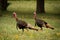 Wild turkeys walking in wild flowers