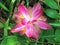 Wild Turmeric Flower, Curcuma aromatica Salisb. Pink Wild Turmeric flower has many kinds of essential oils.