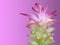 Wild Turmeric Flower, Curcuma aromatica Salisb. Pink Wild Turmeric flower has many kinds of essential oils. The antioxidant. Or u