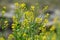 Wild turnip Barbarea vulgaris blooms in nature