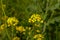 Wild turnip flowers - Brassica rapa oleifera