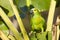 Wild Turquoise (Blue) Fronted Amazon Parrot with Palm in Beak