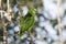 Wild Turquoise (Blue) Fronted Amazon Parrot with Ruffled Feathers