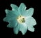 Wild turquoise mallow flower on black isolated background with clipping path no shadows. Closeup.