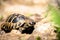 Wild turtle found in Greece. Wild turtle Testudo hermanni crawling on stone