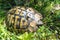 A wild turtle in Meteora, Northern Greece