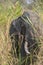 Wild Tusker elephant in Elephant Grass at Kazhiranga National Park,Assam