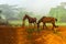 Wild two horses, countryside of Cuba, Vinales
