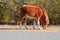 Wild Two-Tone Brown and White Pony Grazing