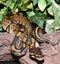 Wild Type Royal Python hatchling in foliage