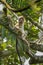 Wild ugandan red colobus monkey on the branch, Kibale National Forest, Uganda.