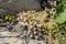 Wild undersized plant Sedum eriocarpum ssp. delicum grows in natural habitat close-up
