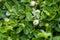 Wild unripe bilberry in the bush at beginning of summer growing on mountain in Bosnia