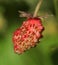 Wild unripe strawberry in hot summer day