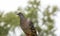 Wild urban dove on a blurred background