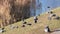 wild urban pigeons graze in the meadow near the water