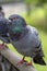 Wild urban street pigeon in the park.