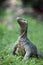 Wild varanus