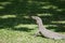 Wild varanus