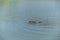 Wild varanus on the water