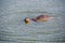 Wild varanus on the water