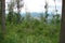 Wild vegetation of the Ukrainian Carpathians.