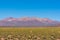 Wild veld in the bolivian plateau