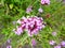 Wild Verbena flowers in bloom