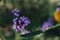 Wild verbena or slender vervain