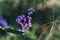 Wild verbena or slender vervain