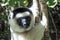 Wild Verreaux s sifaka lemur, portrait - Madagascar