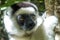 Wild Verreaux s sifaka lemur, portrait - Madagascar