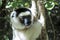 Wild Verreaux s sifaka lemur, portrait - Madagascar