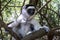 Wild Verreaux s sifaka lemur, portrait - Madagascar