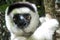 Wild Verreaux s sifaka lemur, portrait - Madagascar