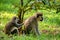 Wild vervet monkeys (Chlorocebus pygerythrus) grooming in the Entebbe Botanic Gardens in Uganda.