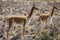 Wild Vicuna