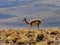 Wild Vicuna on the Altiplano Plateau, Chile