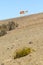 Wild Vicuna On Andean Desert