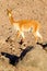 Wild Vicuna Camelid In Andes Range