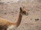 Wild vicuna Lama vicugna in southern Peru, Andes mountains