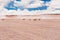 Wild vicunas in the desert in Altiplano plateau, Bolivia