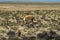 A wild vicunas is looking for something to eat in the wild of Peru.