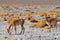 Wild Vicunas Vicugna vicugna at the Laguna Colorada, Altiplano, Bolivia, South America