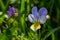 Wild Viola Arvensis, Field Pansy flowerbed abloom. Beautiful wild flowering plant used in alternative herbal medicine. Outdoor