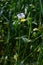Wild Viola Arvensis, Field Pansy flowerbed abloom. Beautiful wild flowering plant used in alternative herbal medicine. Outdoor
